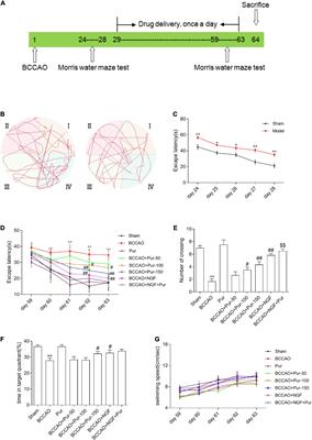 Puerarin Alleviates Vascular Cognitive Impairment in Vascular Dementia Rats